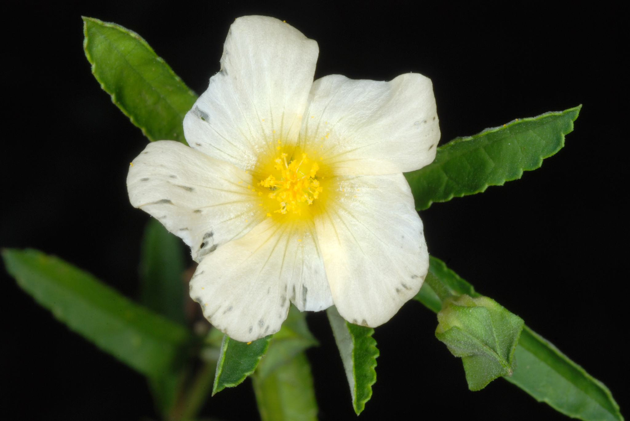 Sida rhombifolia
